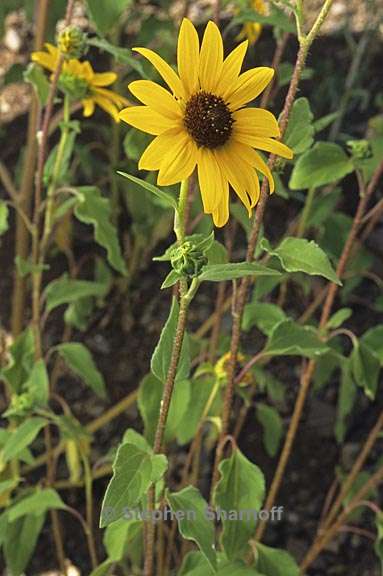 helianthus annuus 2 graphic